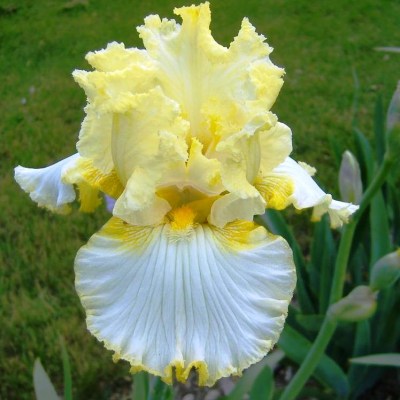 Material Girl (Johnson, 2005)